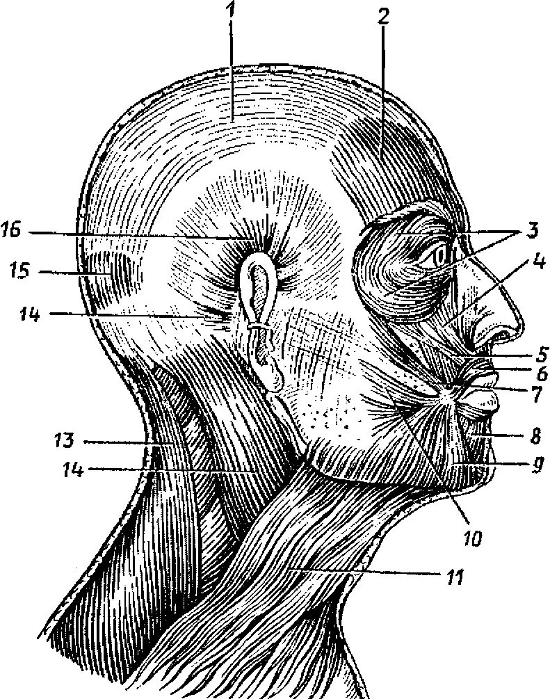 Лицо часть головы человека. Мышцы головы и шеи вид сбоку. Мимические мышцы головы анатомия. Мимические мышцы головы и шеи. Фасции черепа человека анатомия.