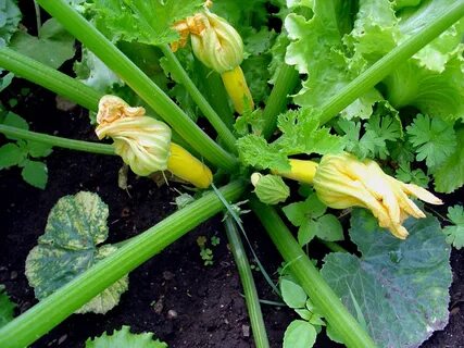 Cucurbita pepo subsp pepo