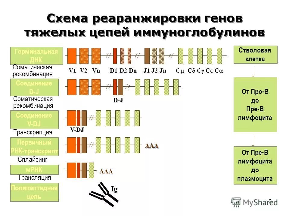 Гены иммуноглобулинов. Перестройка генов иммуноглобулинов. Реаранжировка т клеточного рецептора. Реаранжировка генов лимфоцитов. Перестройка генов тяжелой цепи иммуноглобулинов.