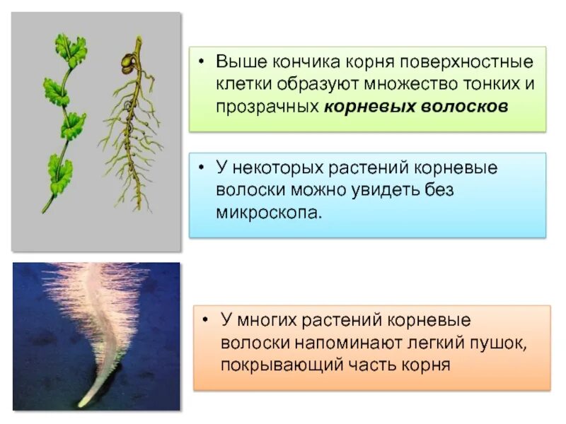 Какую функцию выполняют волоски. Корневые волоски у растений. корень с корневыми волосками. клетки кончика корня и корневой волосок. корни у растений без корневых волосков.