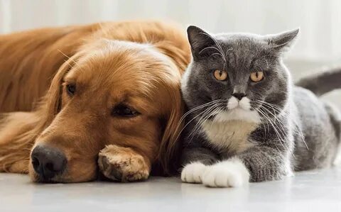 Cat dog green