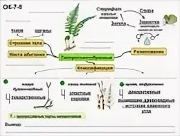 Тест водоросли 6