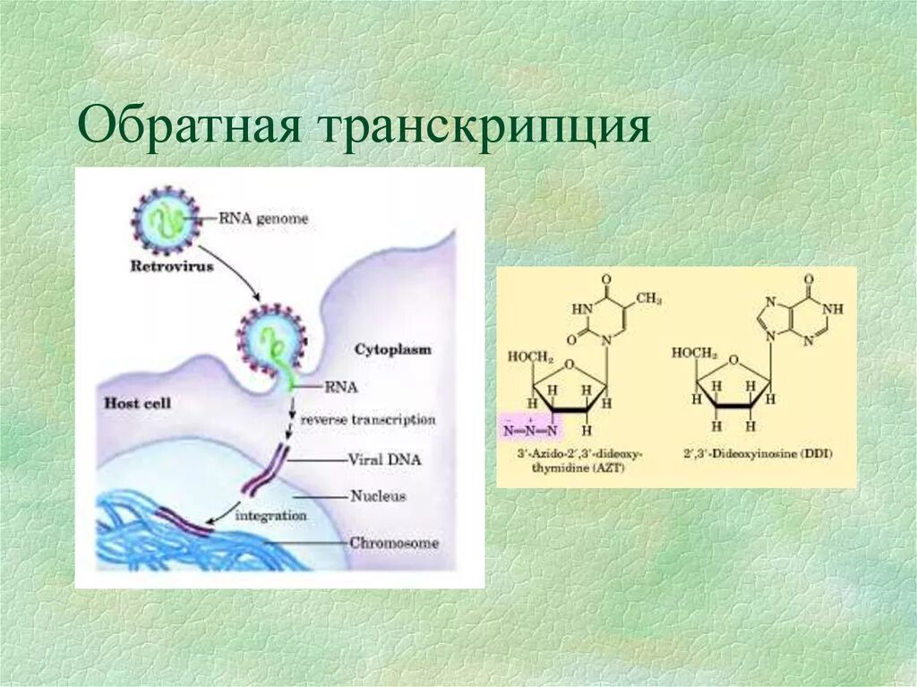 Обратная транскрипция у вирусов. Обратная транскрипция у вирусов ЕГЭ. Обратная транскрипция схема. Процесс обратной транскрипции.