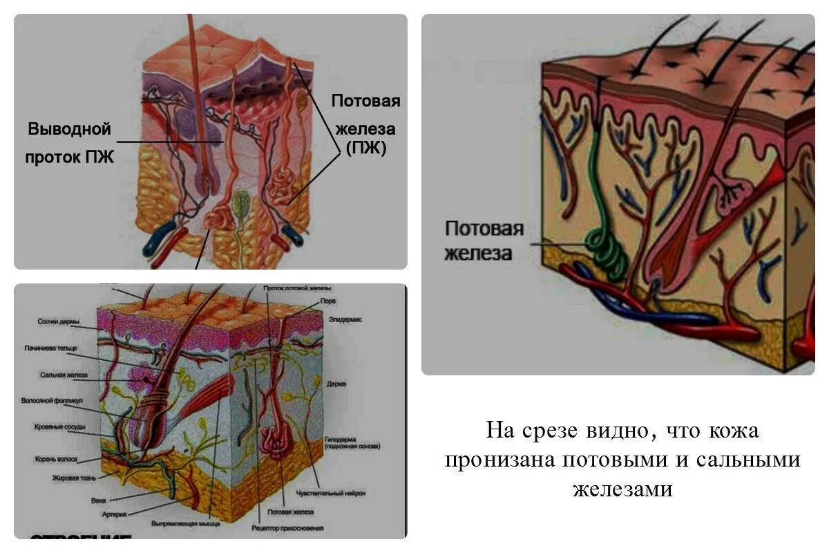 Строение сальных и потовых желез. Сальные железы протоки. Выводной проток потовой железы. Какую функцию выполняют потовые и сальные