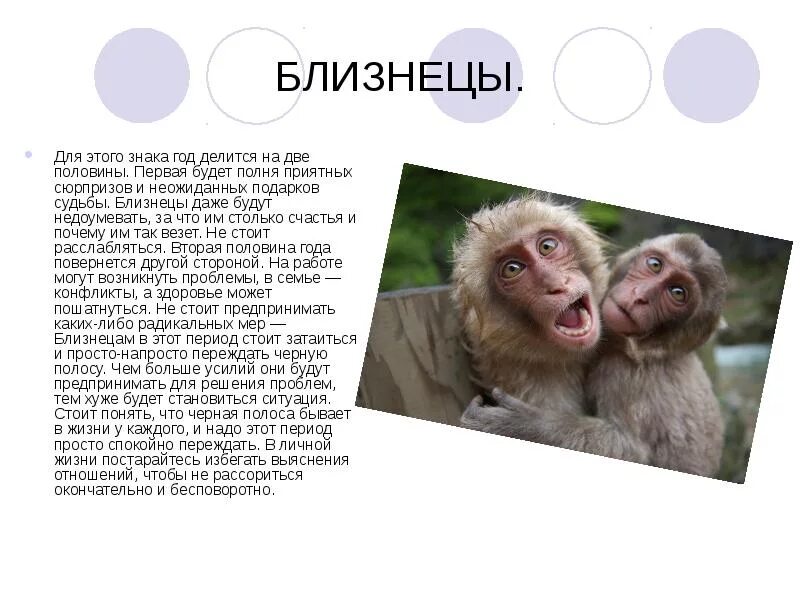 Гороскоп обезьяна женщины. Близнецы обезьяна. близнецы девиз.