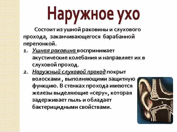 Наружное ухо состоит из ушной раковины. Функции ушной раковины человека. Наружное ухо ушная раковина функции. Наружный слуховой проход.