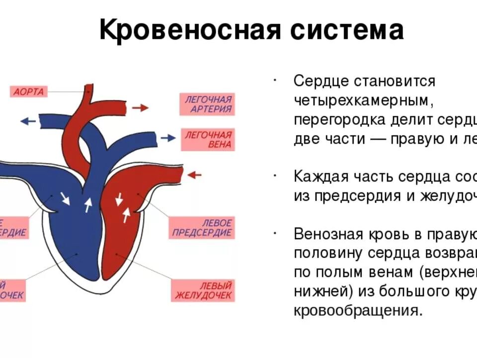 Кровеносная система сердца. Четыпех камерное сердце. Сердце человека четырехкамерное. Четырх кам5рное сердце. Четырехкамерное сердце наличие диафрагмы кожные покровы