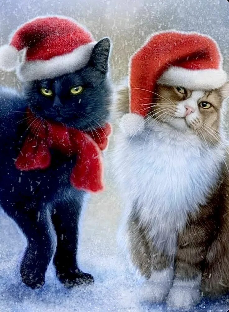 Christmas Kitty Christmas cats, Beautiful cats, Christmas animals