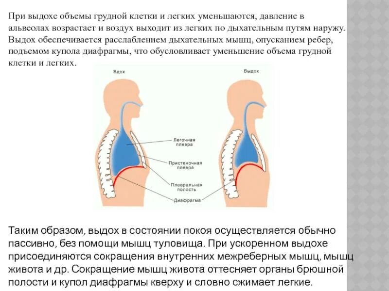 При выдохе выходит воздух