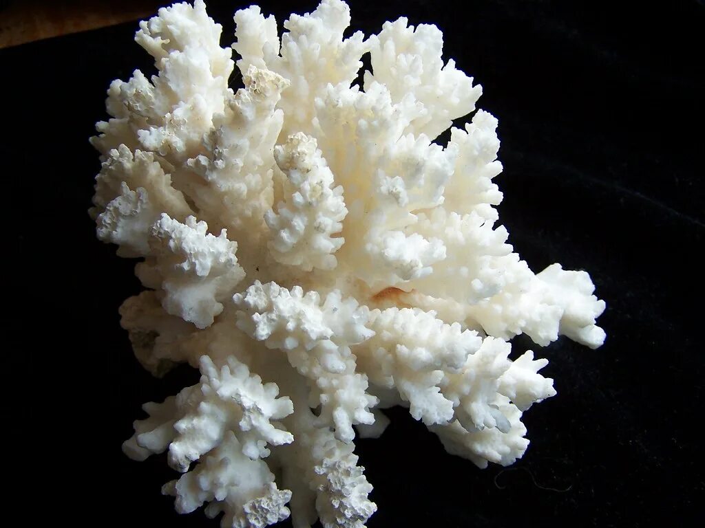 Поциллопора коралл. Известковые коралловые полипы. Известковый скелет коралловых полипов. Карбонат кальция кораллы.