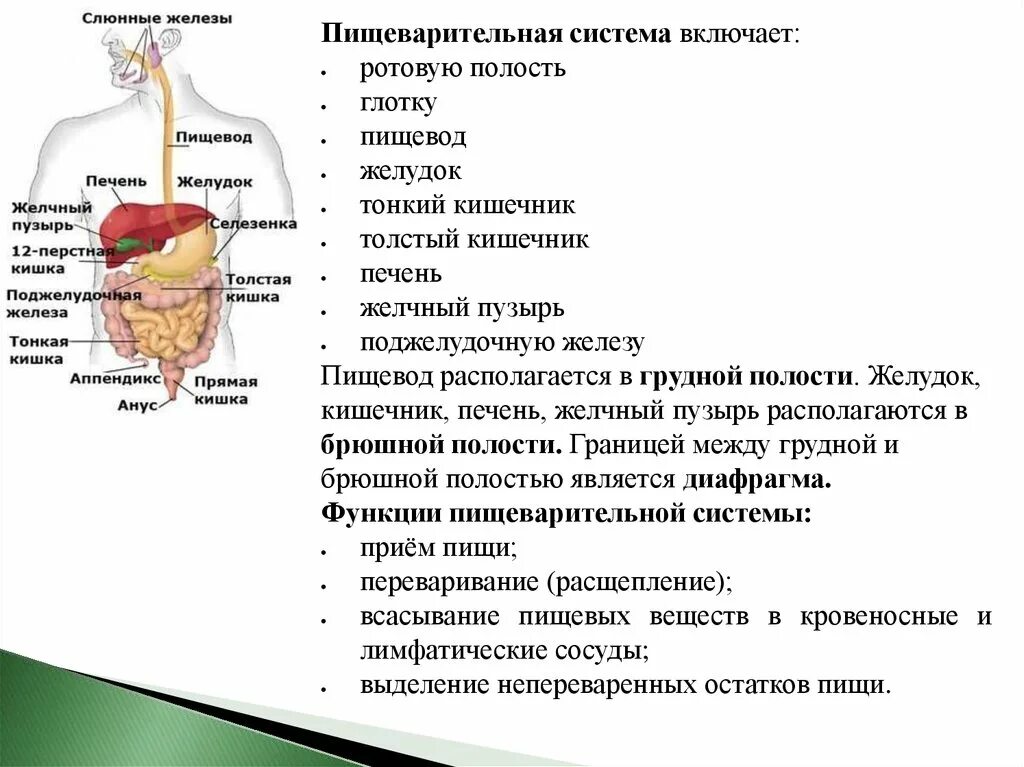 Глотка органы пищеварения. Пищеварительная система желчный пузырь анатомия. Пищеварение строение пищеварительной системы. Функции пищеварительной системы анатомия. Система пищеварения структура и функции.