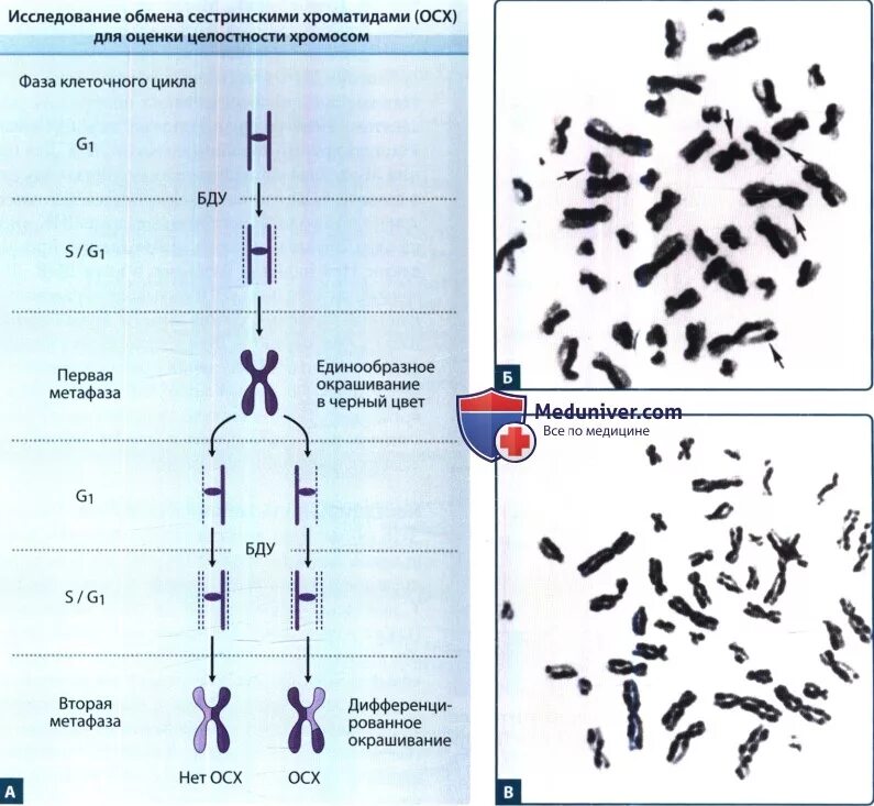 Б образование двухроматидных хромосом. Дочерние хромосомы и сестринские хроматиды. Хромосома до и после репликации. Вид сестринской хромосомы. Сестринские хроматиды.