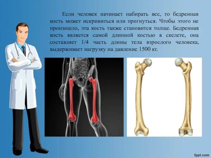 Бедренная кость человека. Бедренная кость на скелете человека. Бедренная кость самая дл. Самая крупная кость скелета