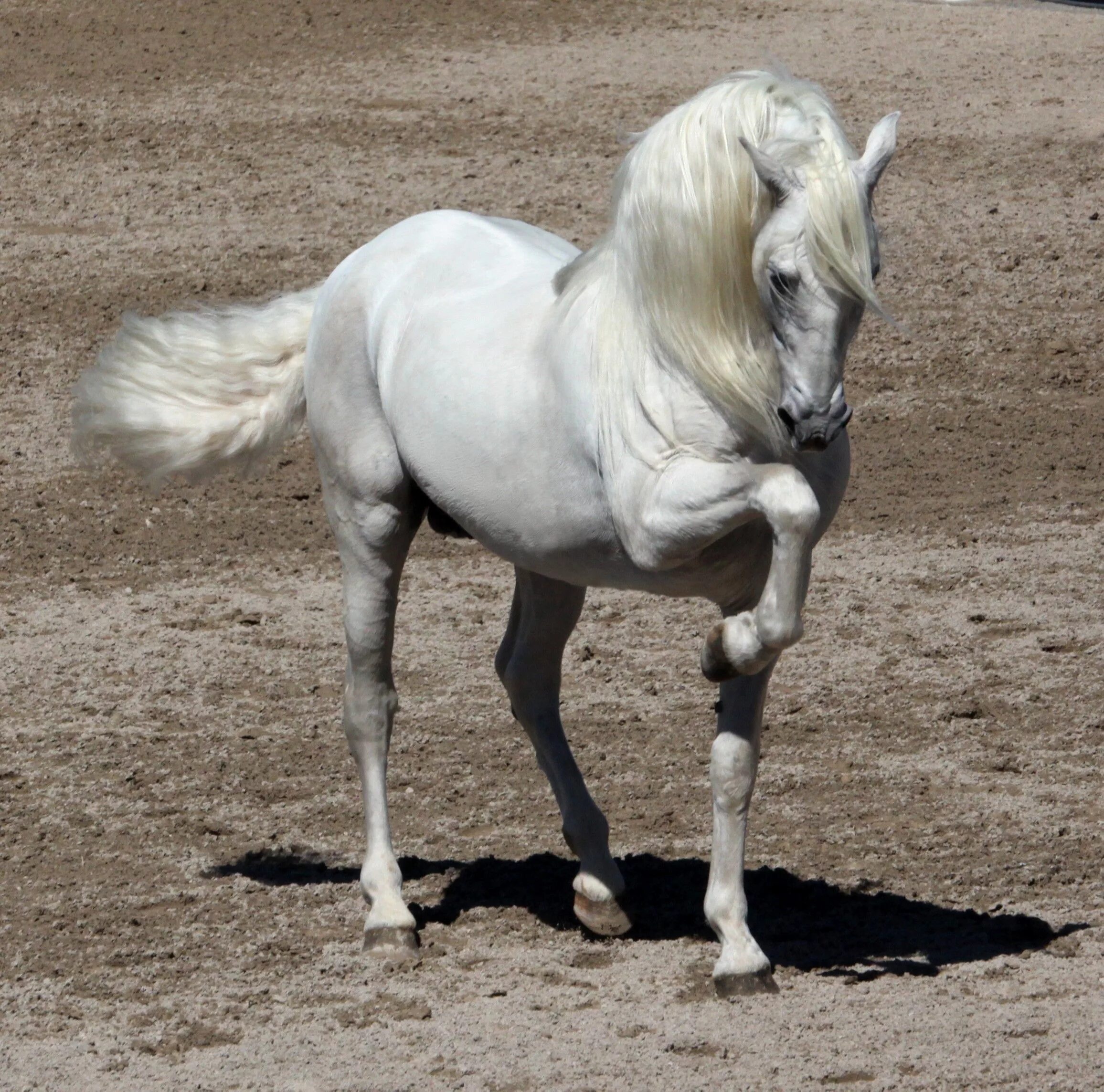 0 horses. Андалузская порода. Андалузская лошадь белая масть. Андалузская порода лошадей. Породы лошадей Андалузская белая.