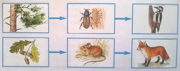 Пример невидимых нитей лесу. Цепь питания сосна дятел Жук. Цепь цепь питания сосна дятел Жук короед. Цепь питания сосна дятел Жук короед. Пищевая цепочка с жуком короедом.