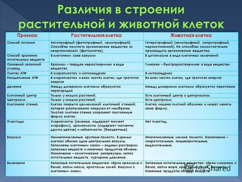 Чем отличается питание растений от питания животных CoffMachines.ru