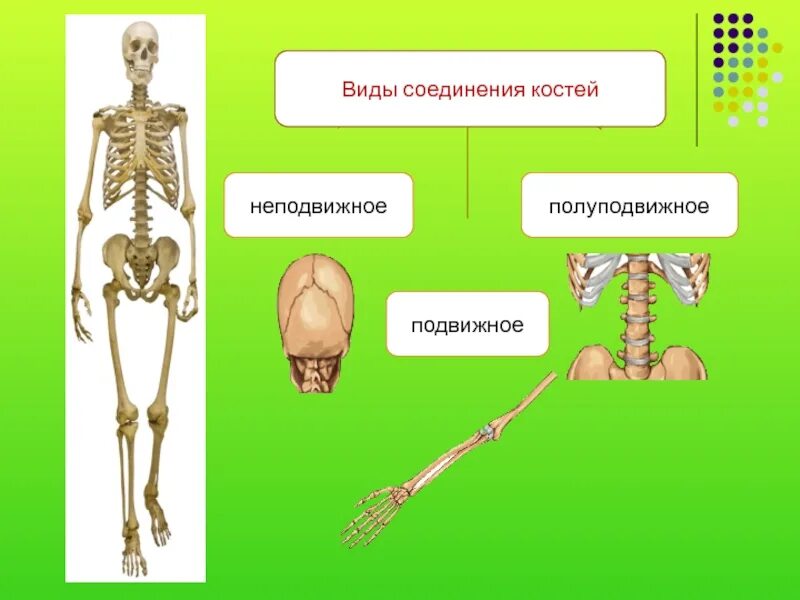 Особенности строения подвижного соединения. Состав и строение костей 8 класс. Состав и соединение костей. Состав и соединение костей 8 класс. Подвижные полуподвижные и неподвижные кости человека.