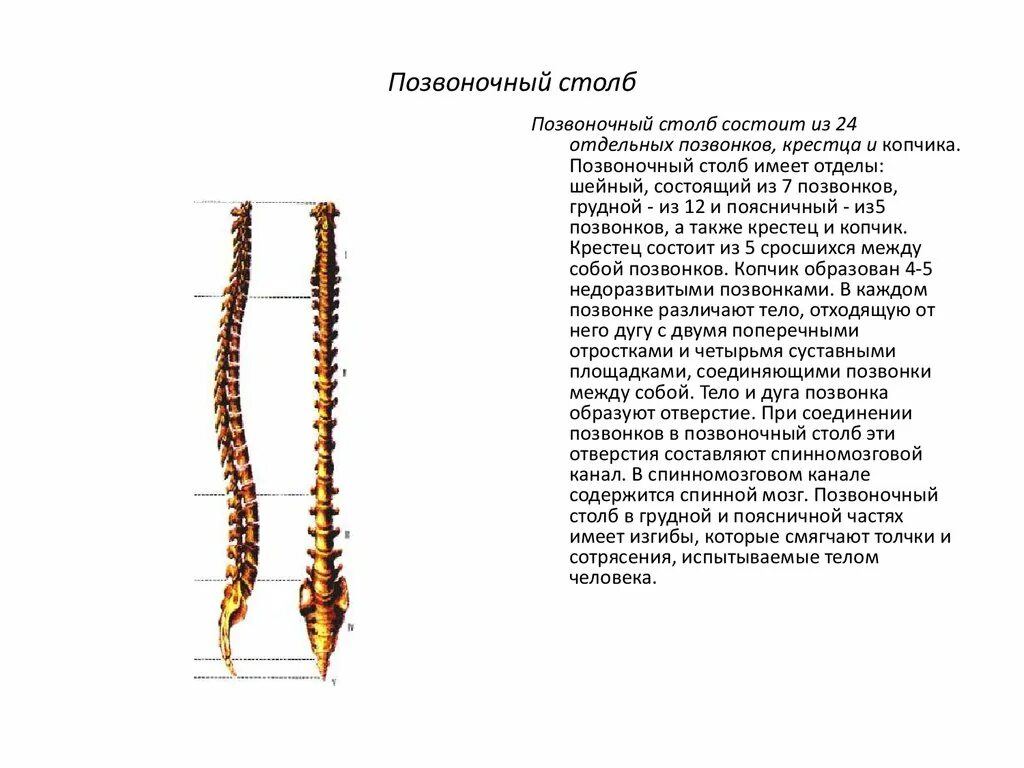 Сросшиеся отделы позвоночника. Позвоночный столб. Позвоночный столб состоит. Позвоночный столб слагается из отделов?. Позвоночник человека представляет собой длинный изогнутый.