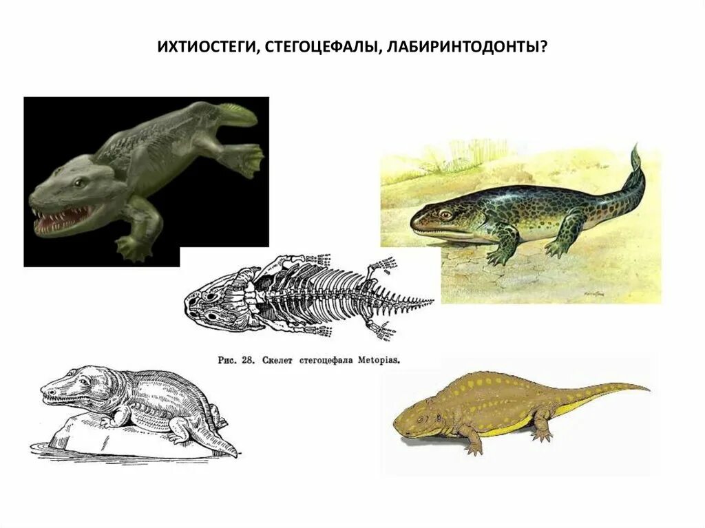 Вымерший предок земноводных