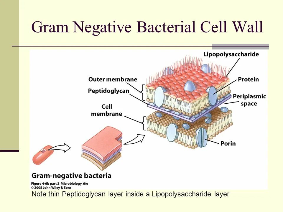 Bacterial Cell Wall. Cell Wall structure. Gram negative Cell Wall. Bacterial Cell Wall gram negative bacteria.