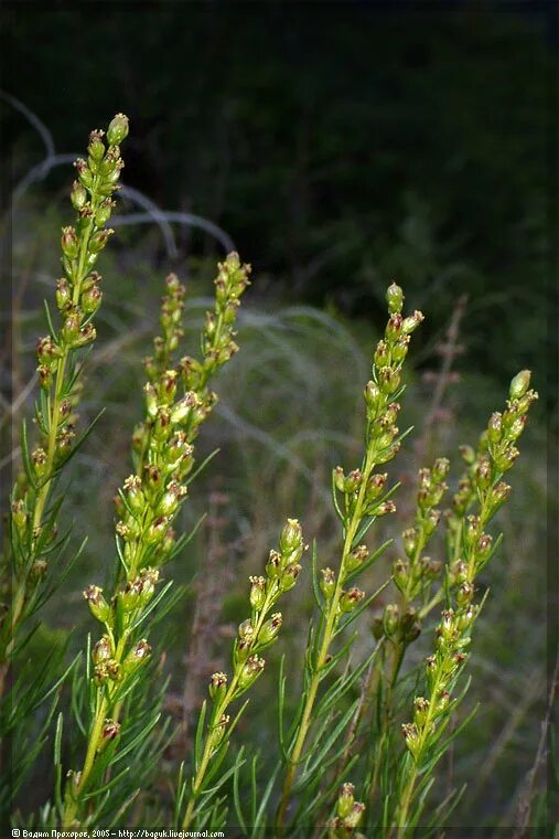 Полынь солянковидная красная книга. Полынь солянковидная (artemisia salsoloides). Полынь солянковидная (artemisia salsoloides). Полынь и солянка. Полынь солянковидная (artemisia salsoloides).