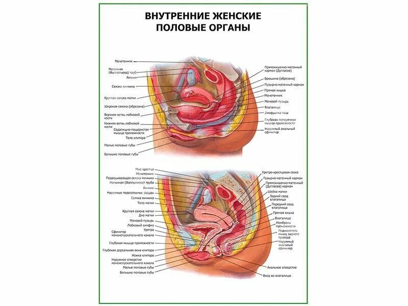 Главные женские органы. Женский половой орган. Анатомия женских половых органов. Женский половой орган в разрезе. Строение половых органов женщины.