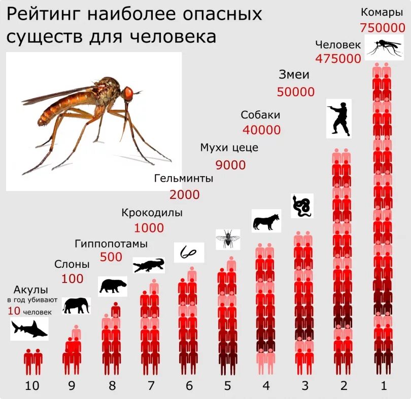 Какоеживотноесамоеопасноедлачеловека. Вредныеные для человека животные. Самое опасное животное для человека. Сколько живут мертвые