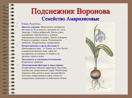 Сочинение луковица с секретом