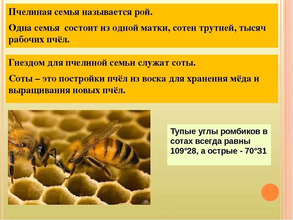 Сколько пчелы дают. Строение пчелиной семьи трутень. Структура пчелиной семьи. Образ жизни пчел. Пчелиная семья для дошкольников.