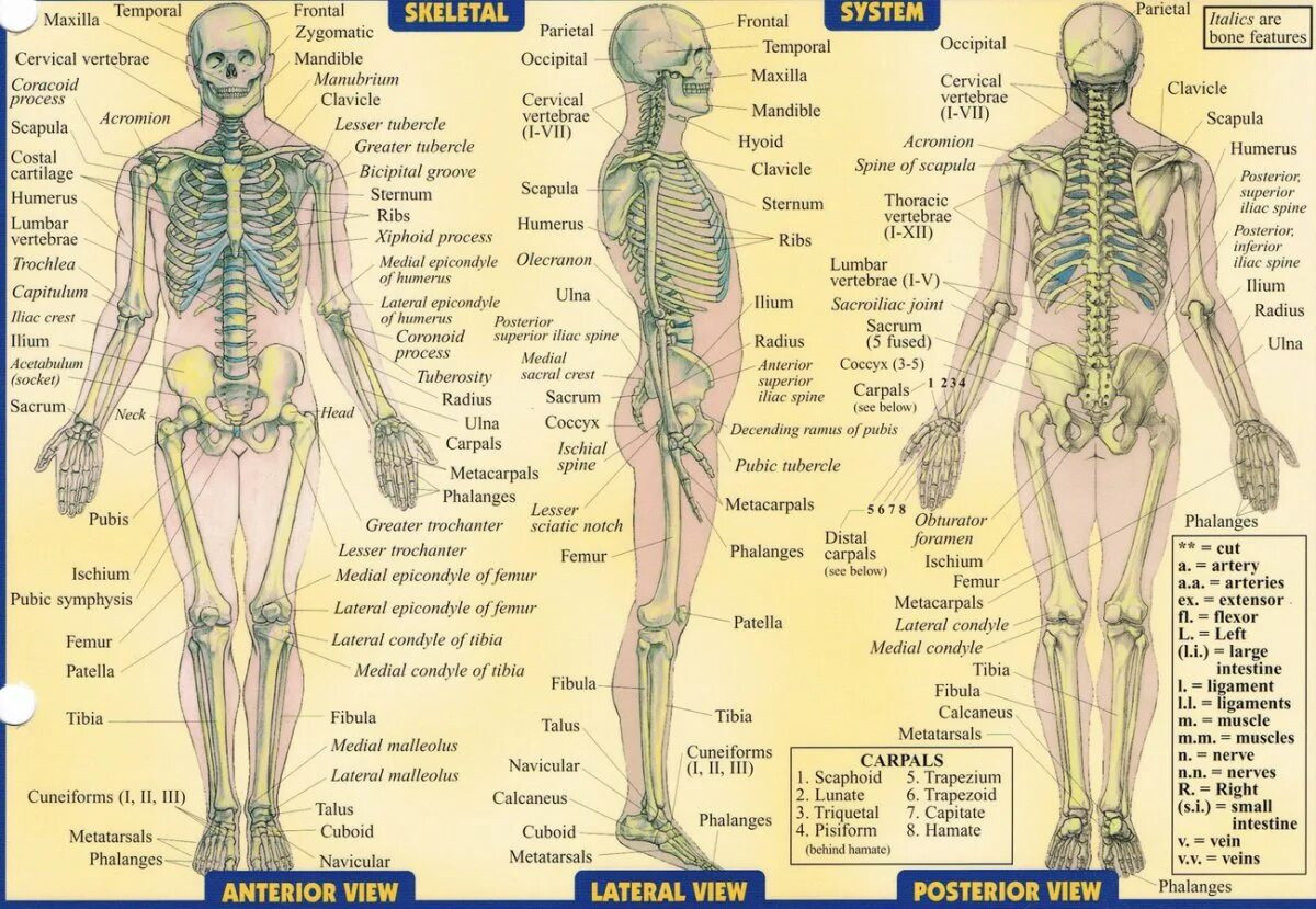Скелет человека с названием костей. Скелет человека с названием костей на латыни. Скелет человека анатомия латынь. Кости человека анатомия на латыни. Человек латинское название