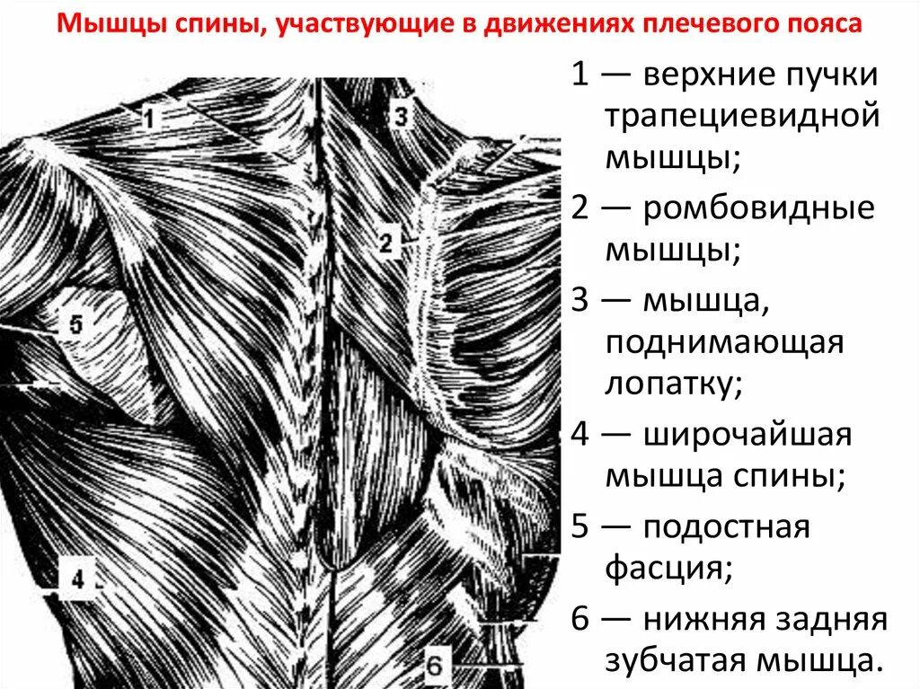 Верхняя трапециевидная. Анатомия мышц шеи и плечевого пояса. Мышцы верхнего плечевого пояса анатомия спины. Верхние пучки трапециевидной мышцы. Нижние пучки трапециевидной мышцы.