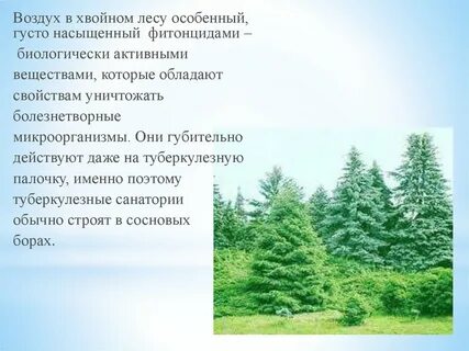 Какой уровень организации представляет хвойный лес
