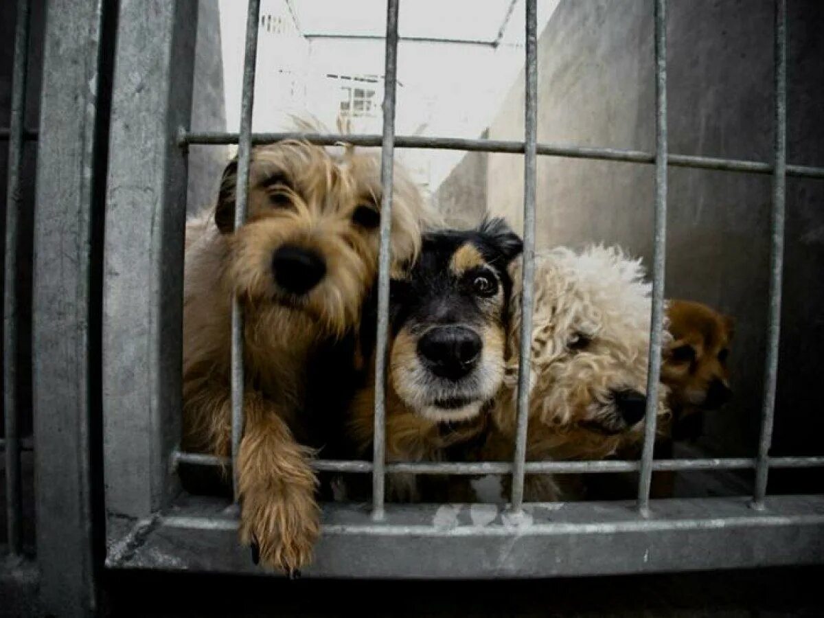 Животные в приюте. Собака юмор картинки. Грустная собака из приюта. Звери взять. Звери взять.