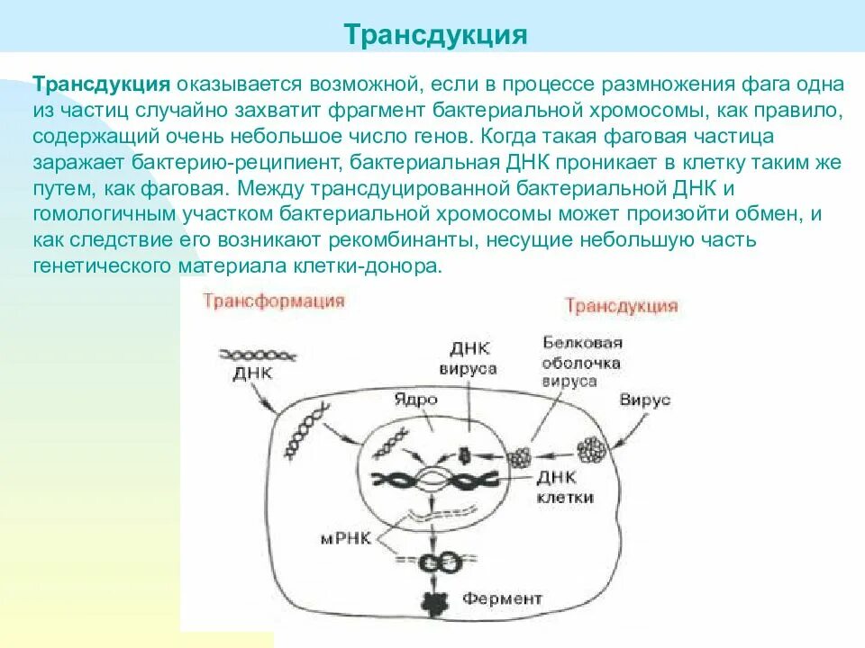 Обмен ядрами в процессе размножения происходит у