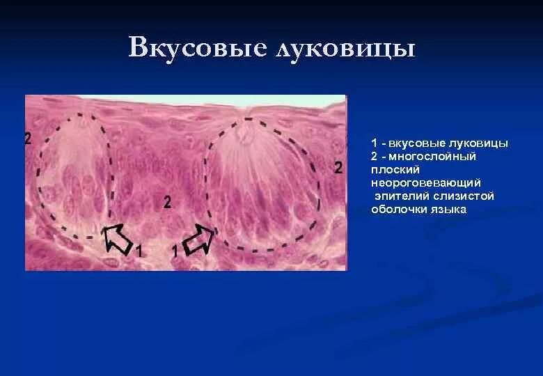 Схема строения вкусовой луковицы. Строение вкусовой луковицы гистология. Строение вкусовой почки гистология. Строение вкусовой почки анатомия. Схема строения вкусовой луковицы.