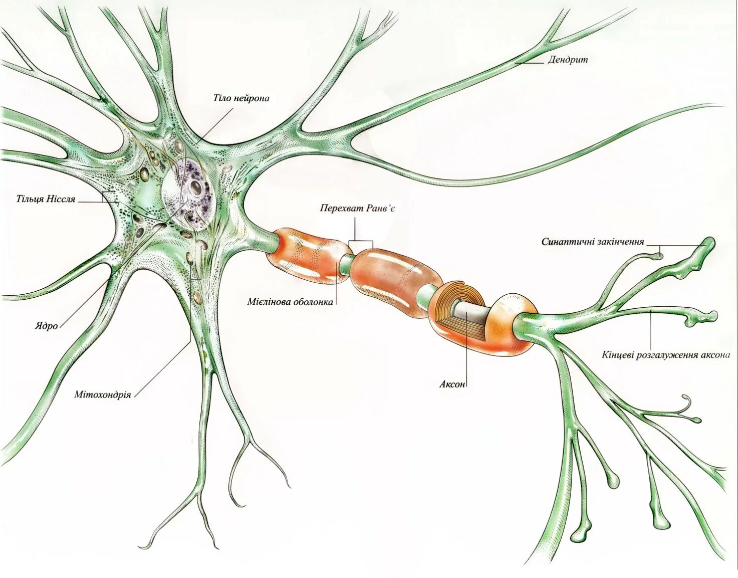 Строение нерва рисунок. Аксон на клетке нейрона. Строение нерва Аксон. Дендрит нейрона структура. Строение аксона нейрона.
