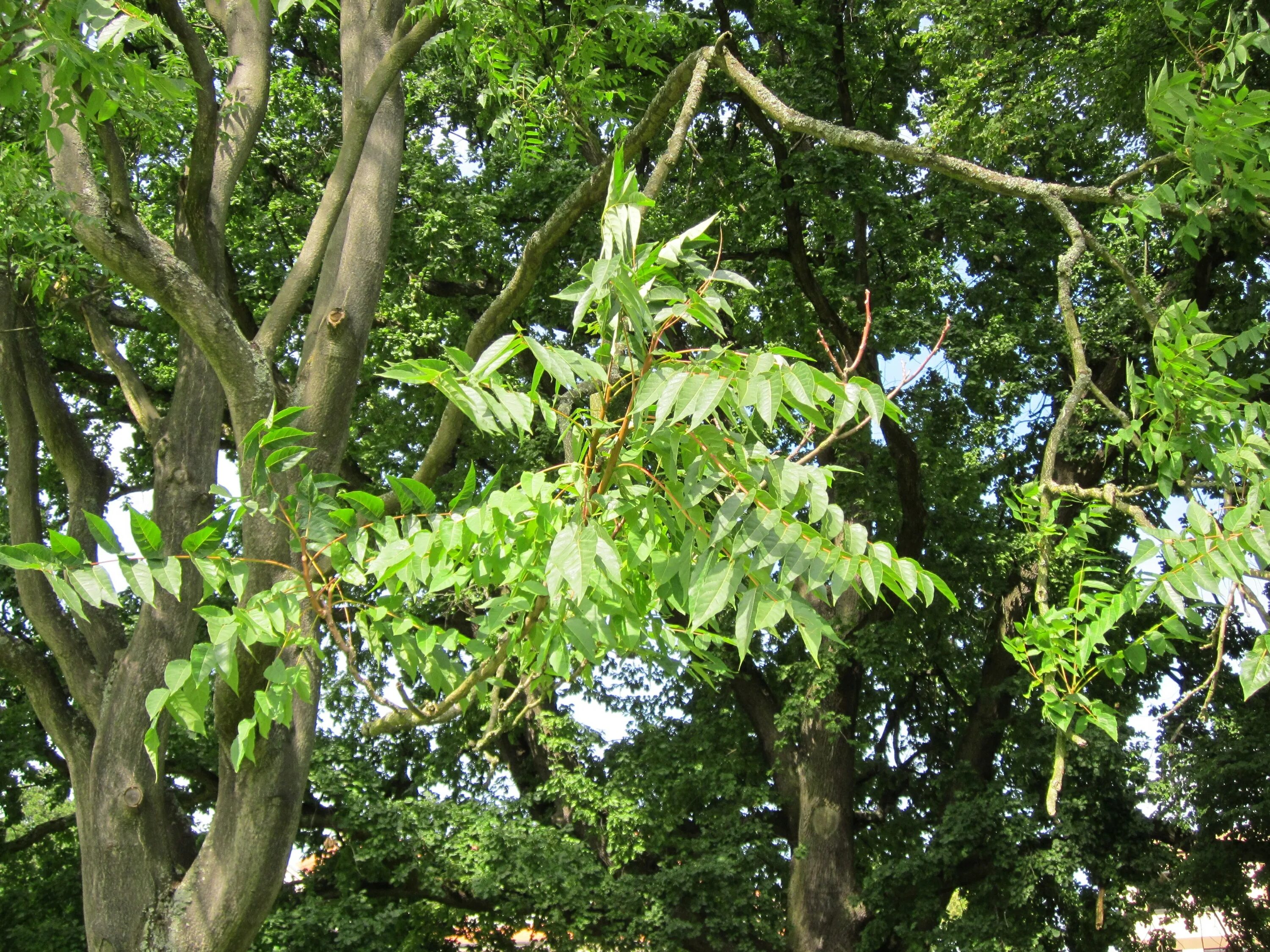 Какие деревья на южную сторону. Лиственное дерево Айлант. Айлантус дерево. Айлант Альтиссима. Ailanthus altissima Айлант высочайший.