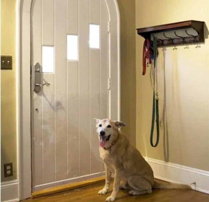 За дверью тревожно залаяла собака текст. Дверь для собаки. Собака в коридоре. Накладка на дверь входную от собаки. Антивандальная накладка на дверь от собак.