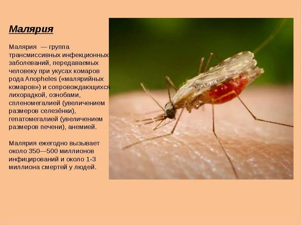 Малярийный комар тип развития. Малярийный комар распространение заболевания. укус малярии малярийный комар. малярийный комар возбудитель заболевания. комар anopheles инфекционные заболевания.