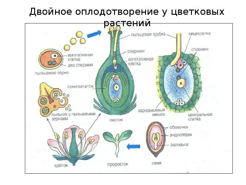 Семена покрытосеменных развиваются. Строение цветка зародышевый мешок. Оплодотворение покрытосеменных растений схема. Схема двойного оплодотворения у покрытосеменных растений. Строение зародышевого мешка цветковых растений.