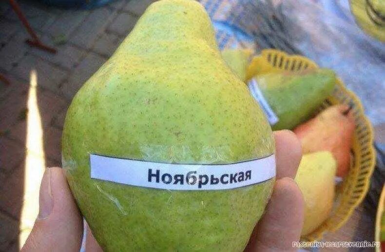 Груша Ноябрьская зимняя: описание сорта