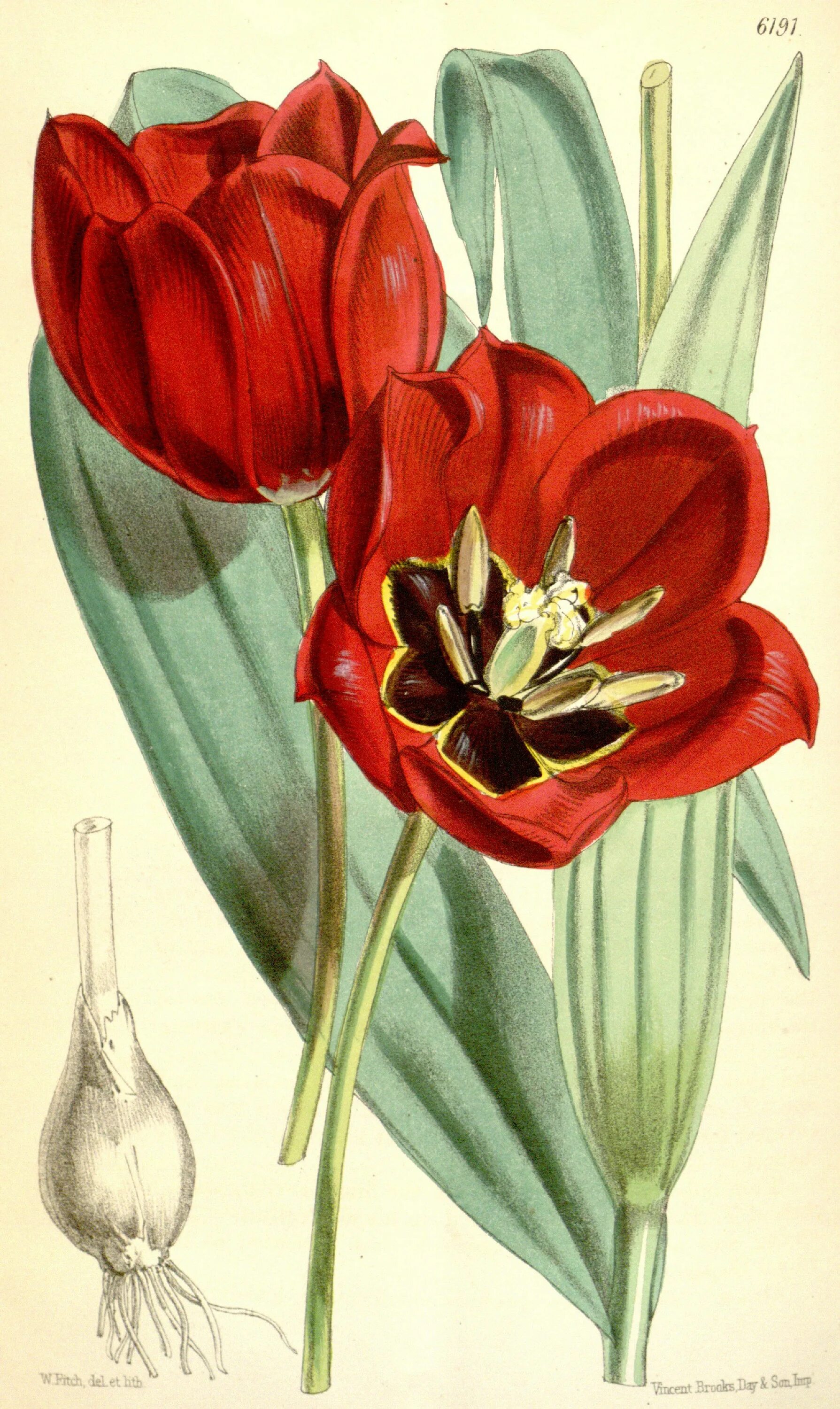 Tulipa Botanical цветок. Тюльпан Ботанический атлас. Тюльпан Геснера Botanical Art. Tulipa eichleri. Тюльпан ботаника