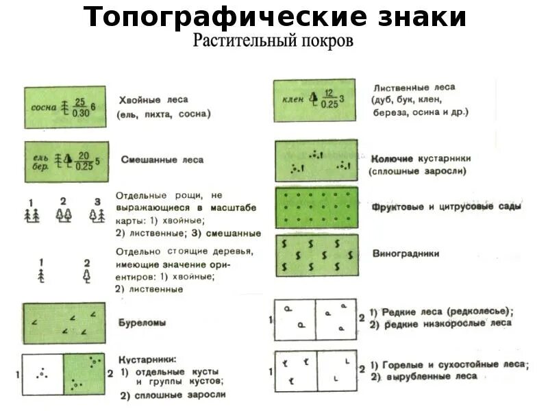 Обозначение деревьев на карте. Обозначение лиственного леса на топографической карте. условные знаки топографической карты растительный покров. топографическая карта обозначение хвойный лес. площадные топографические знаки.