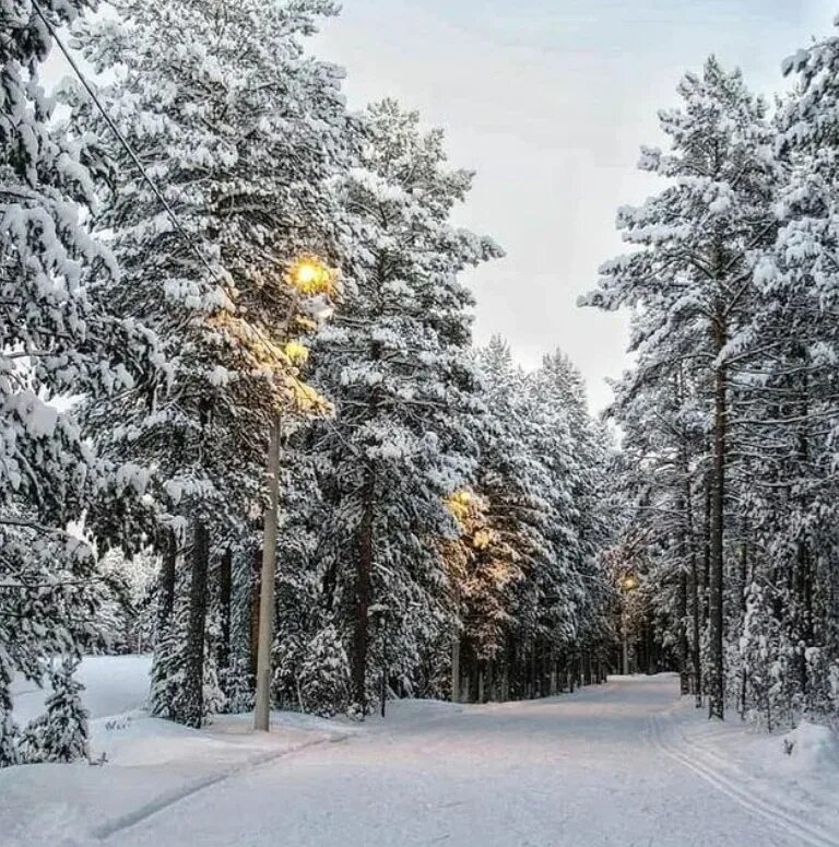 Югра зима утро. Когалым природа зимой. Когалым лес. Зимний лес Когалым. Когалым югорская