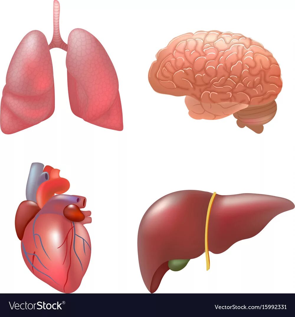Желудок легкие мозг. Органы человека по отдельности. Внутренние органы человека для детей. Орган рисунок. Внутренние органы человека легкие.