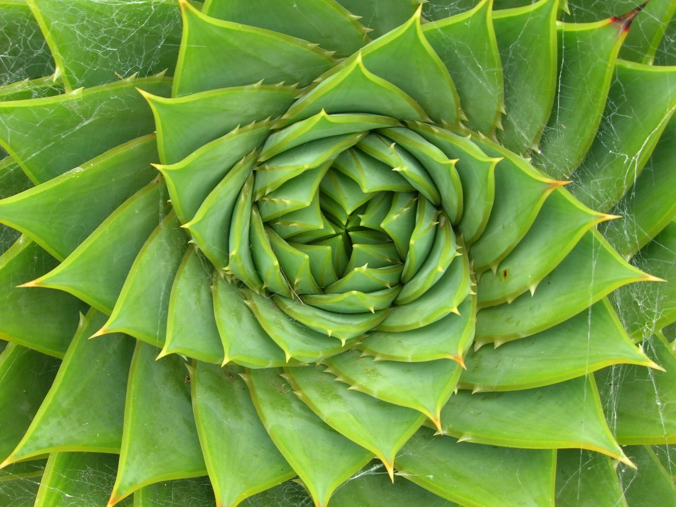 Real plant. Алоэ многолистное. Алоэ Филлотаксис. Aloe polyphylla — алоэ спиралевидное. Молодило Фибоначчи.