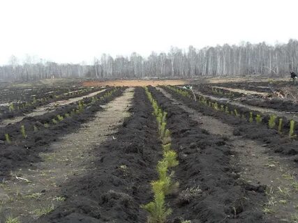 Экспертиза рекультивации земли