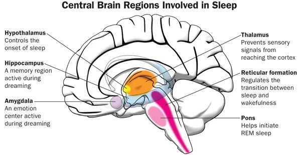 Sleeping brains