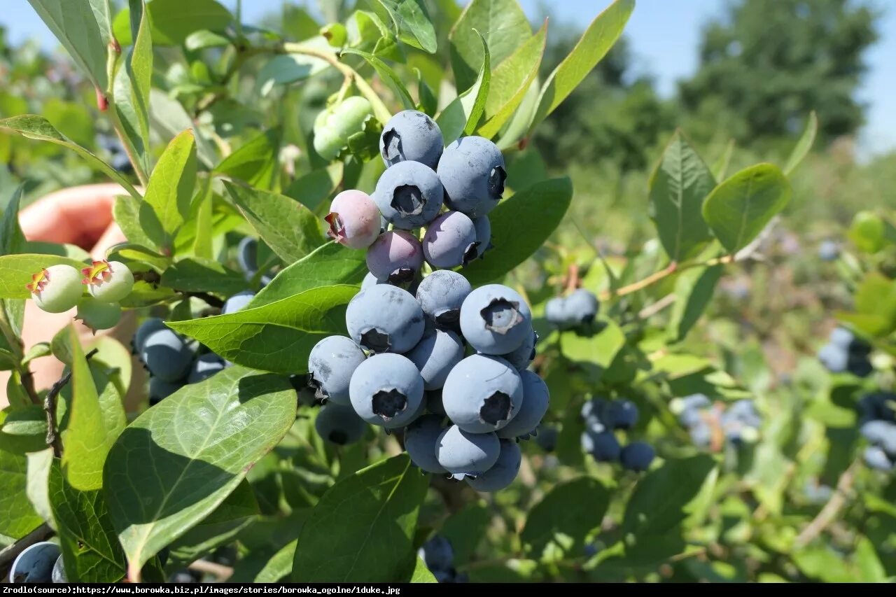 Голубика высокорослая Дюк. Голубика сорт Дюк. Голубика Садовая Bluecrop. Голубика высокорослая сорта Дюк. Блюкроп голубика описание отзывы опылители сорта