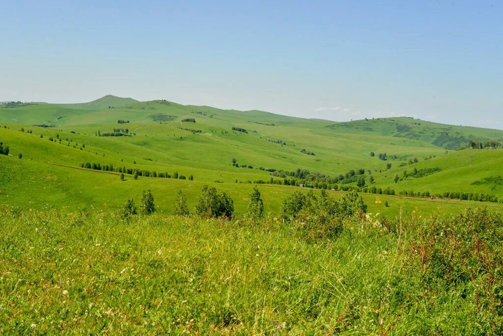 Алтайские луговое. Горный алтай разнотравье долина. Алтайские луговое. Алтайские луговое. Катунский биосферный заповедник.